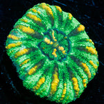 Green Ultra Button Scoly - riptide aquaculture llc