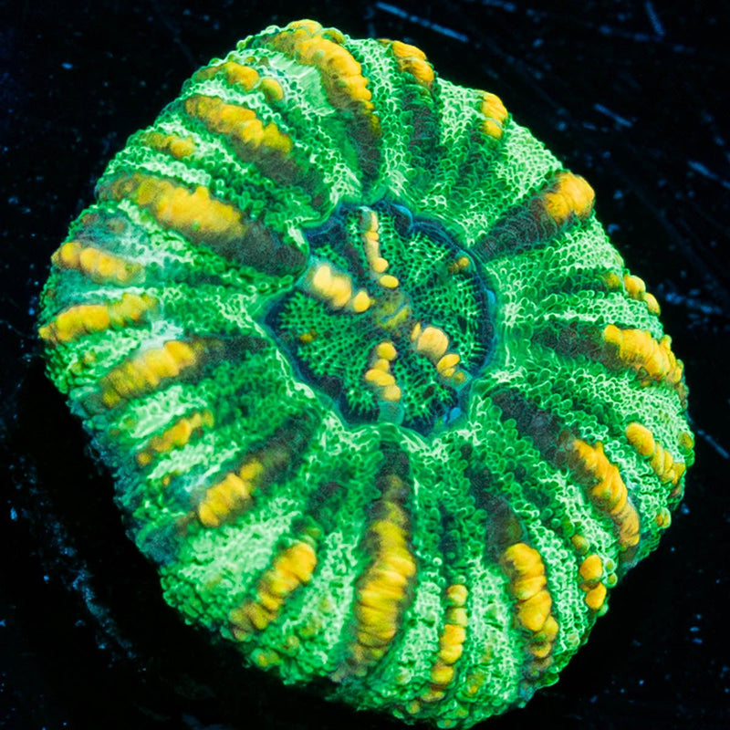 Green Ultra Button Scoly