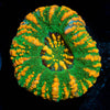 Green Ultra Button Scoly - riptide aquaculture llc