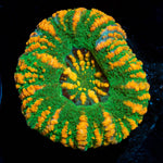 Green Ultra Button Scoly - riptide aquaculture llc