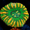 Green Ultra Button Scoly - riptide aquaculture llc