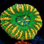 Green Ultra Button Scoly - riptide aquaculture llc