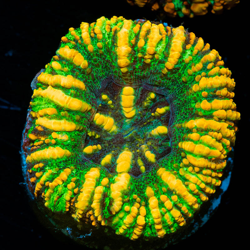 Green Ultra Button Scoly