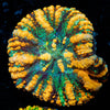 Green Ultra Button Scoly - riptide aquaculture llc
