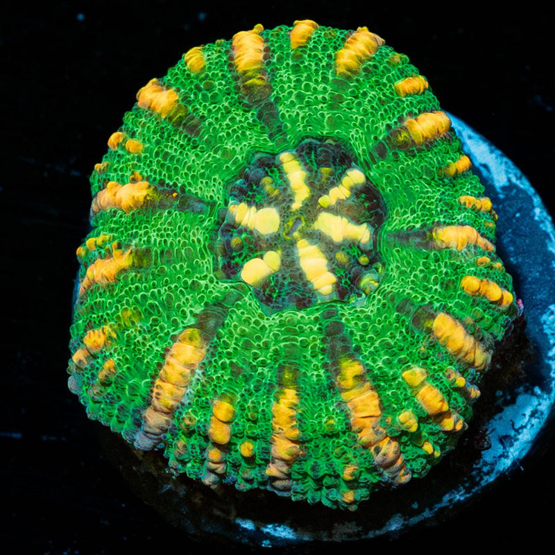 Green Ultra Button Scoly