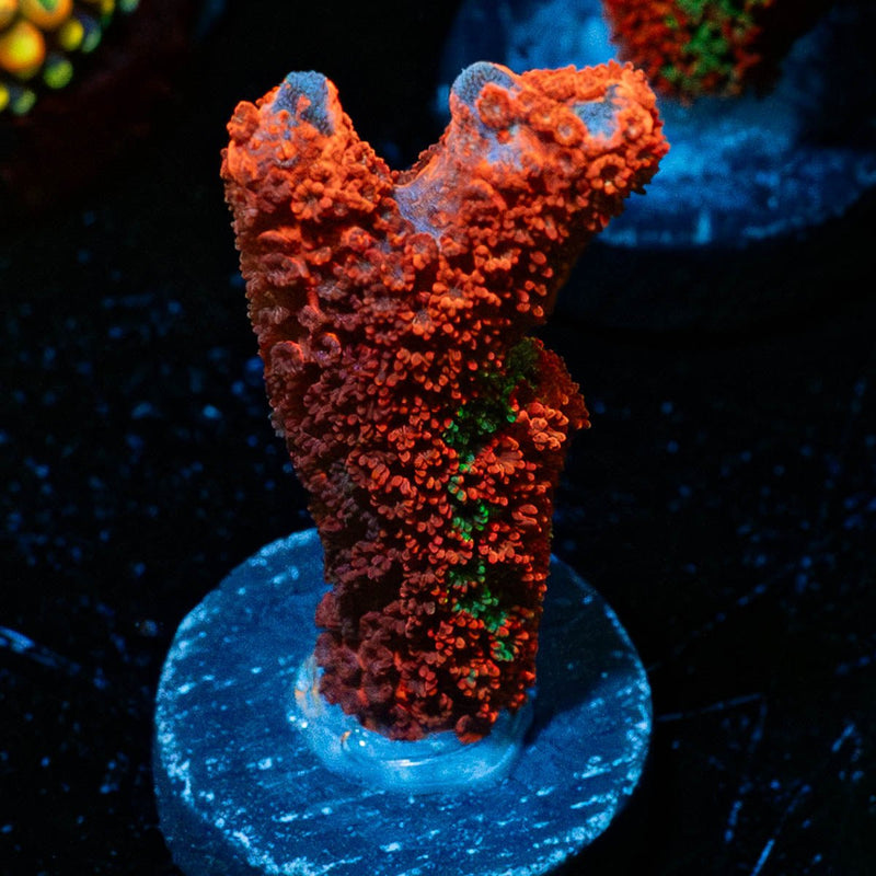 Contraband Grafted Montipora digitata