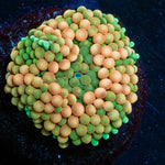 Ultra FL Ricordea Mushroom