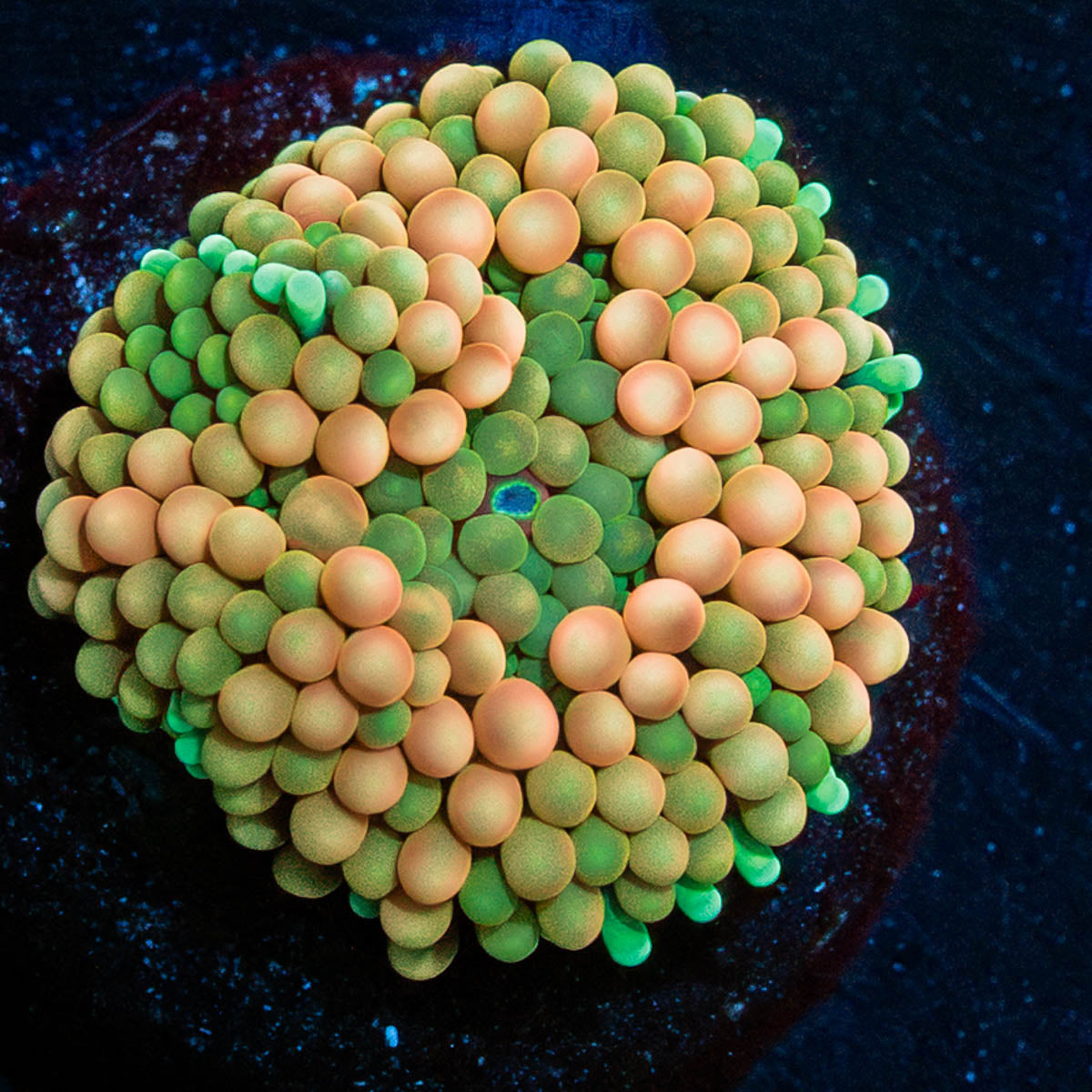 Ultra FL Ricordea Mushroom