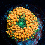 Orange Ultra FL Ricordea Mushroom