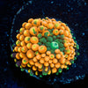 Orange Ultra FL Ricordea Mushroom - riptide aquaculture llc