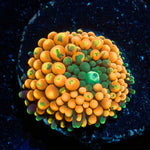 Orange Ultra FL Ricordea Mushroom - riptide aquaculture llc