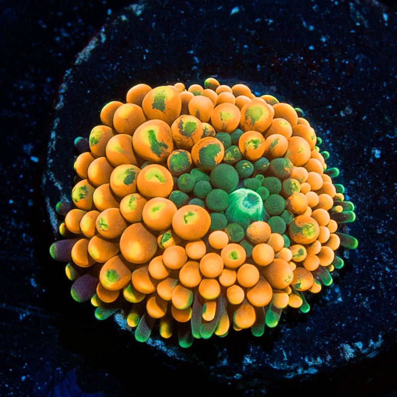 Orange Ultra FL Ricordea Mushroom