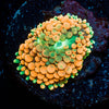 Orange Ultra FL Ricordea Mushroom - riptide aquaculture llc