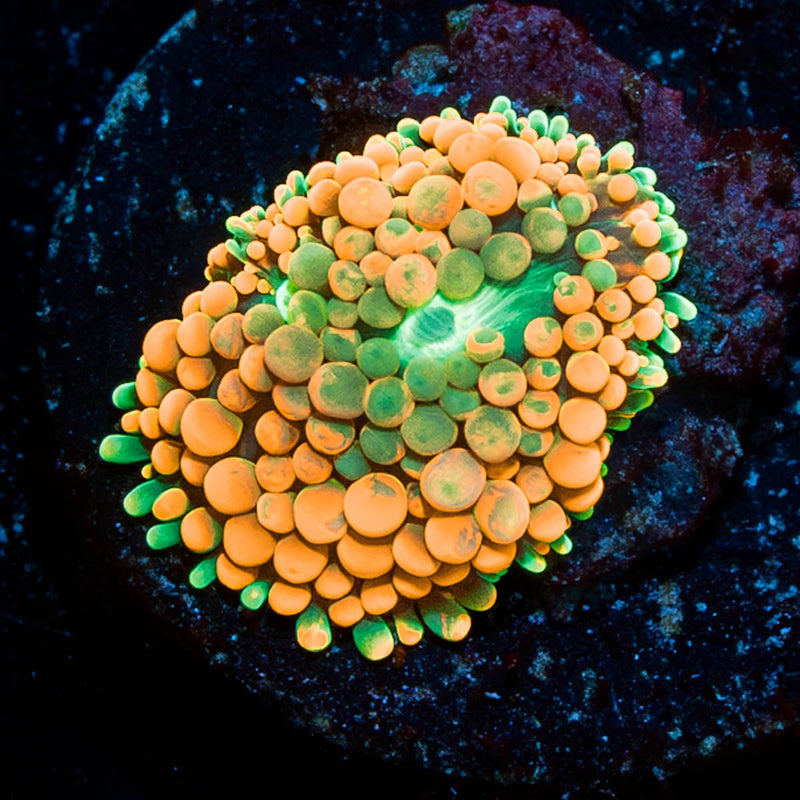 Orange Ultra FL Ricordea Mushroom