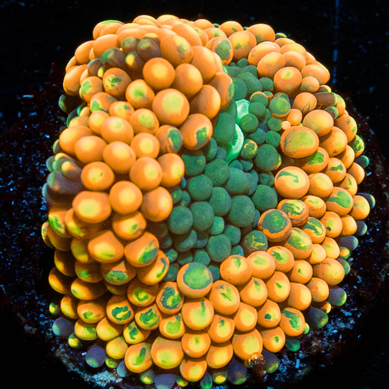 Orange Ultra FL Ricordea Mushroom