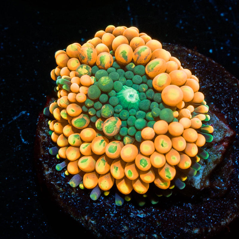 Orange Ultra FL Ricordea Mushroom