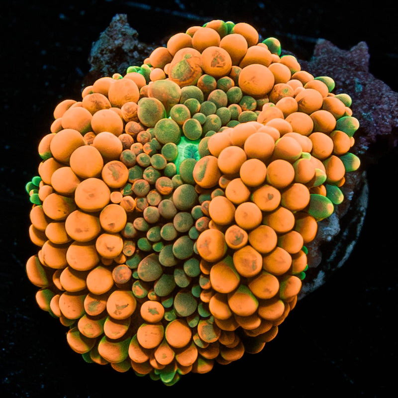 Orange Ultra FL Ricordea Mushroom