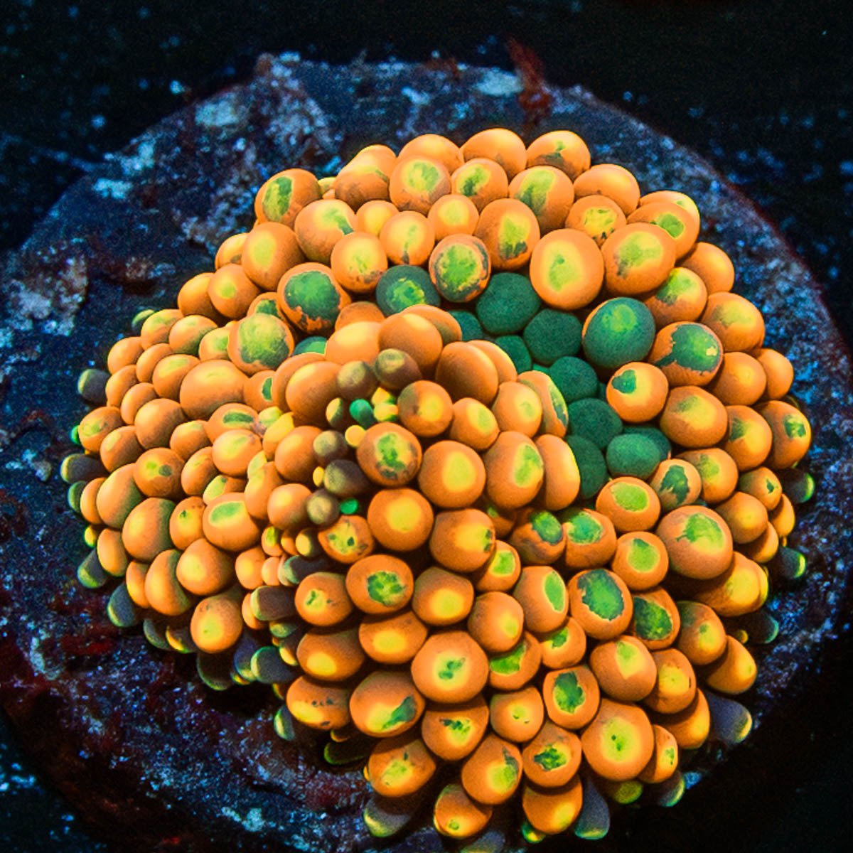 Orange Ultra FL Ricordea Mushroom - riptide aquaculture llc