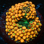 Orange Ultra FL Ricordea Mushroom - riptide aquaculture llc