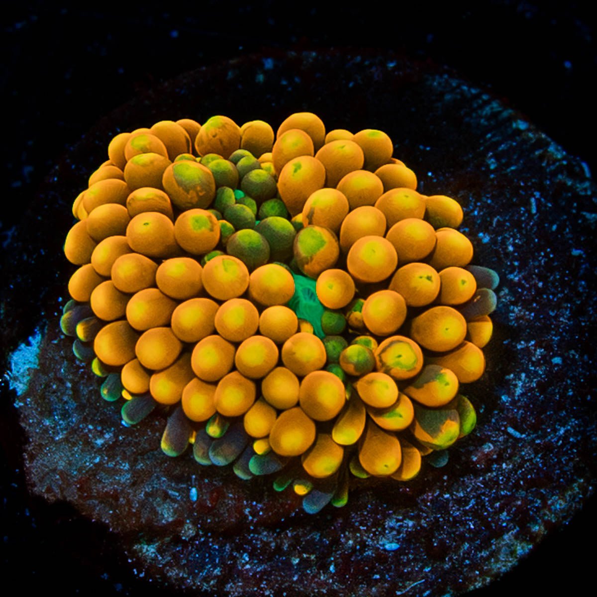 Orange Ultra FL Ricordea Mushroom - riptide aquaculture llc