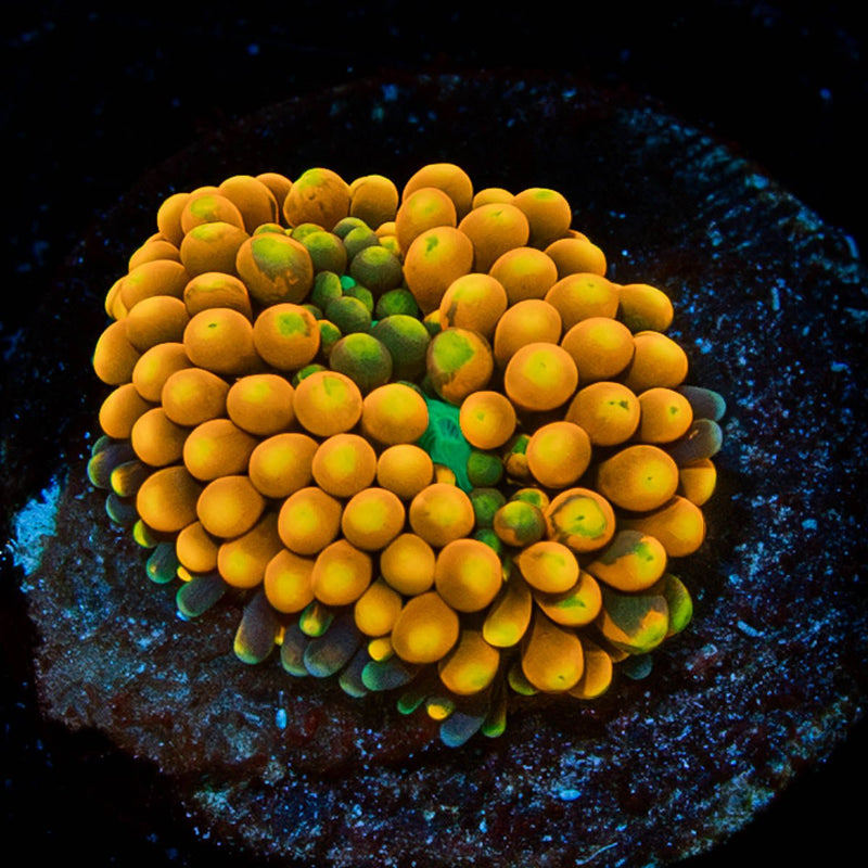 Orange Ultra FL Ricordea Mushroom