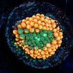 Orange Ultra FL Ricordea Mushroom - riptide aquaculture llc