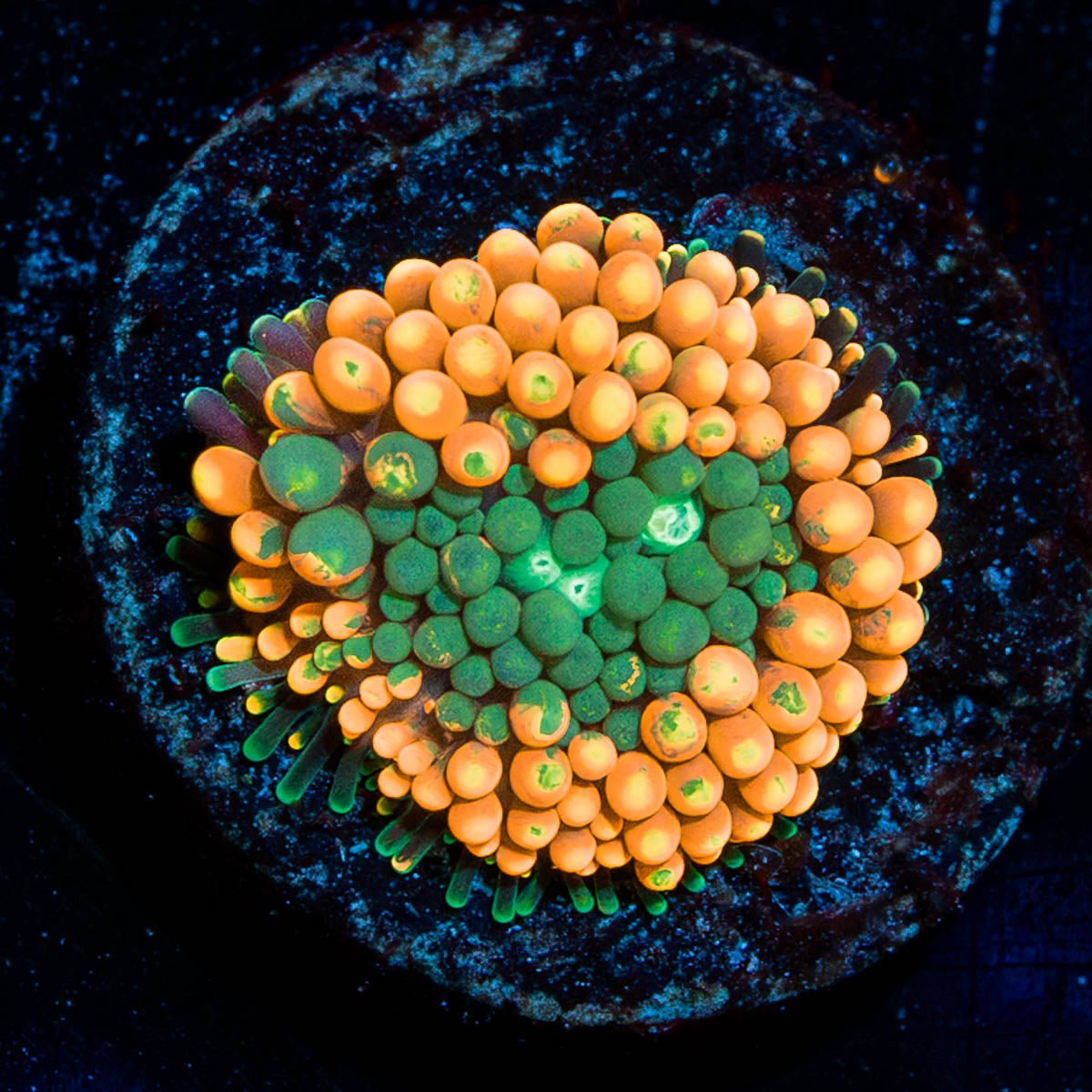 Orange Ultra FL Ricordea Mushroom - riptide aquaculture llc