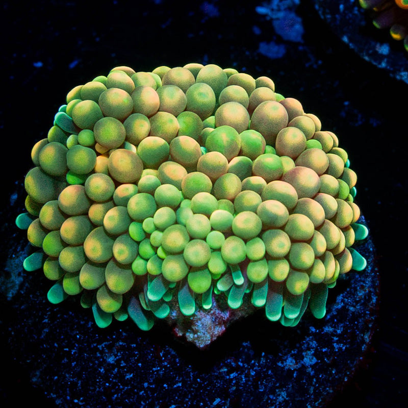 Ultra FL Ricordea Mushroom