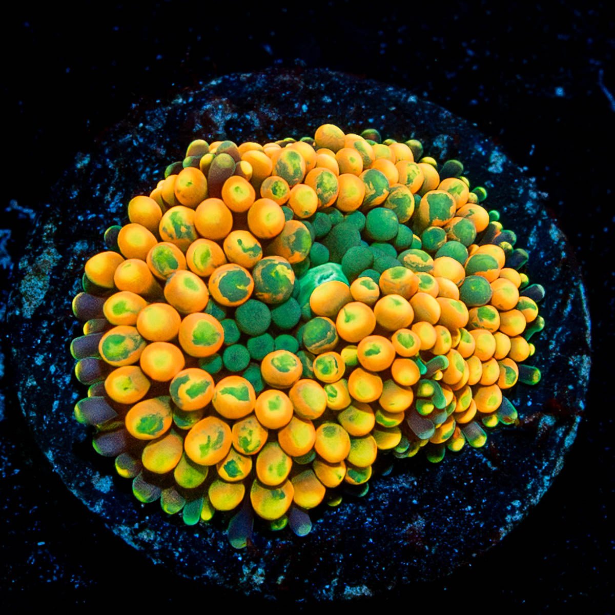 Orange Ultra FL Ricordea Mushroom - riptide aquaculture llc