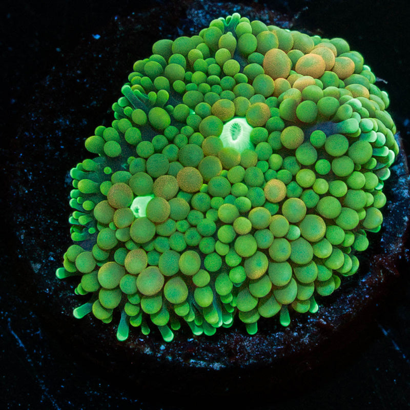 Ultra FL Ricordea Mushroom