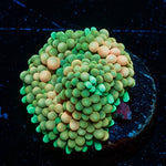 Ultra FL Ricordea Mushroom - riptide aquaculture llc