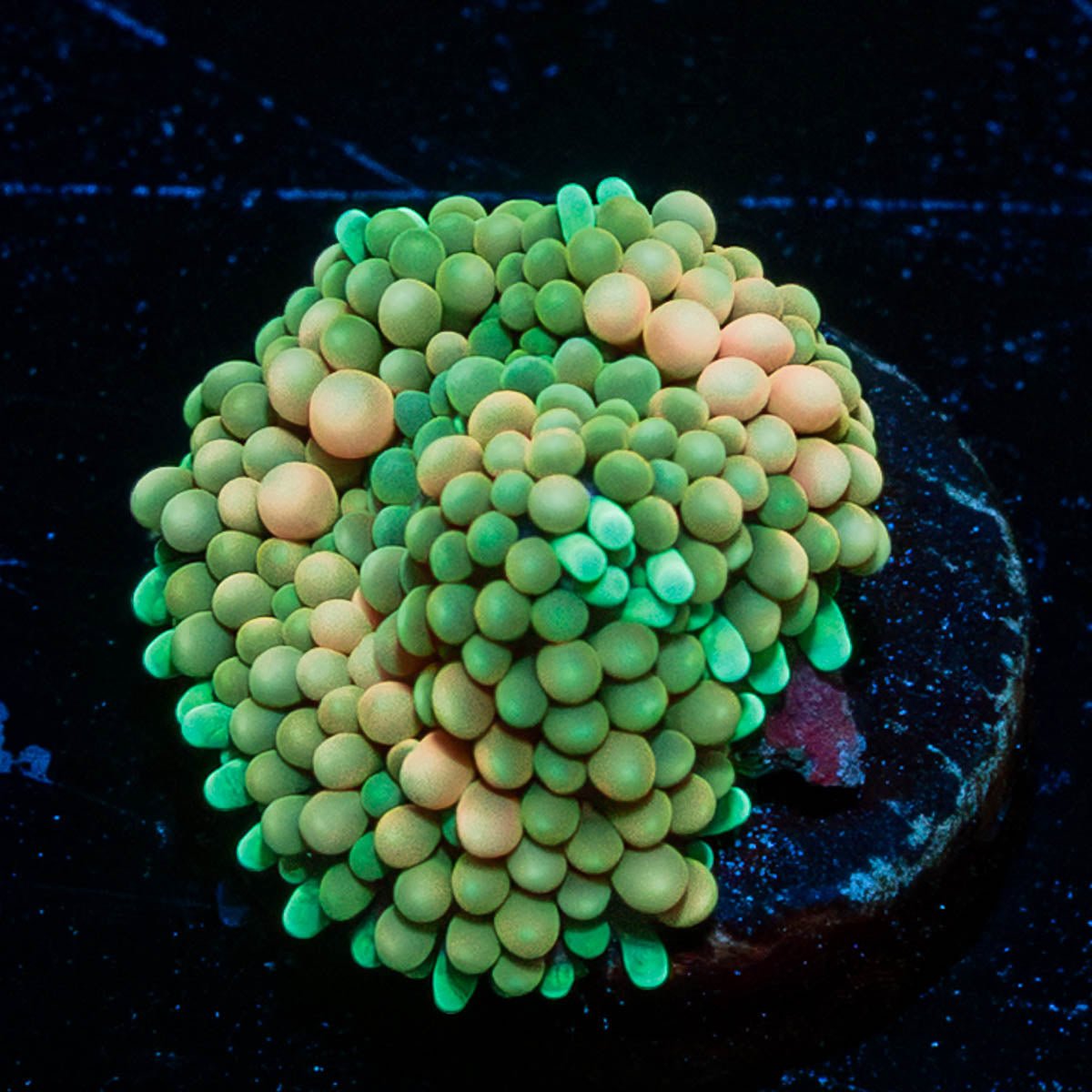 Ultra FL Ricordea Mushroom - riptide aquaculture llc