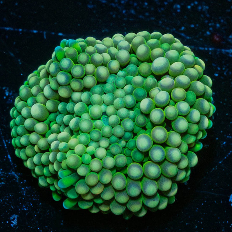 Green FL Ricordea Mushroom