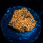 Interstellar Mushroom - riptide aquaculture llc