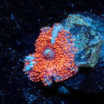 Cheesecake Mushroom - riptide aquaculture llc