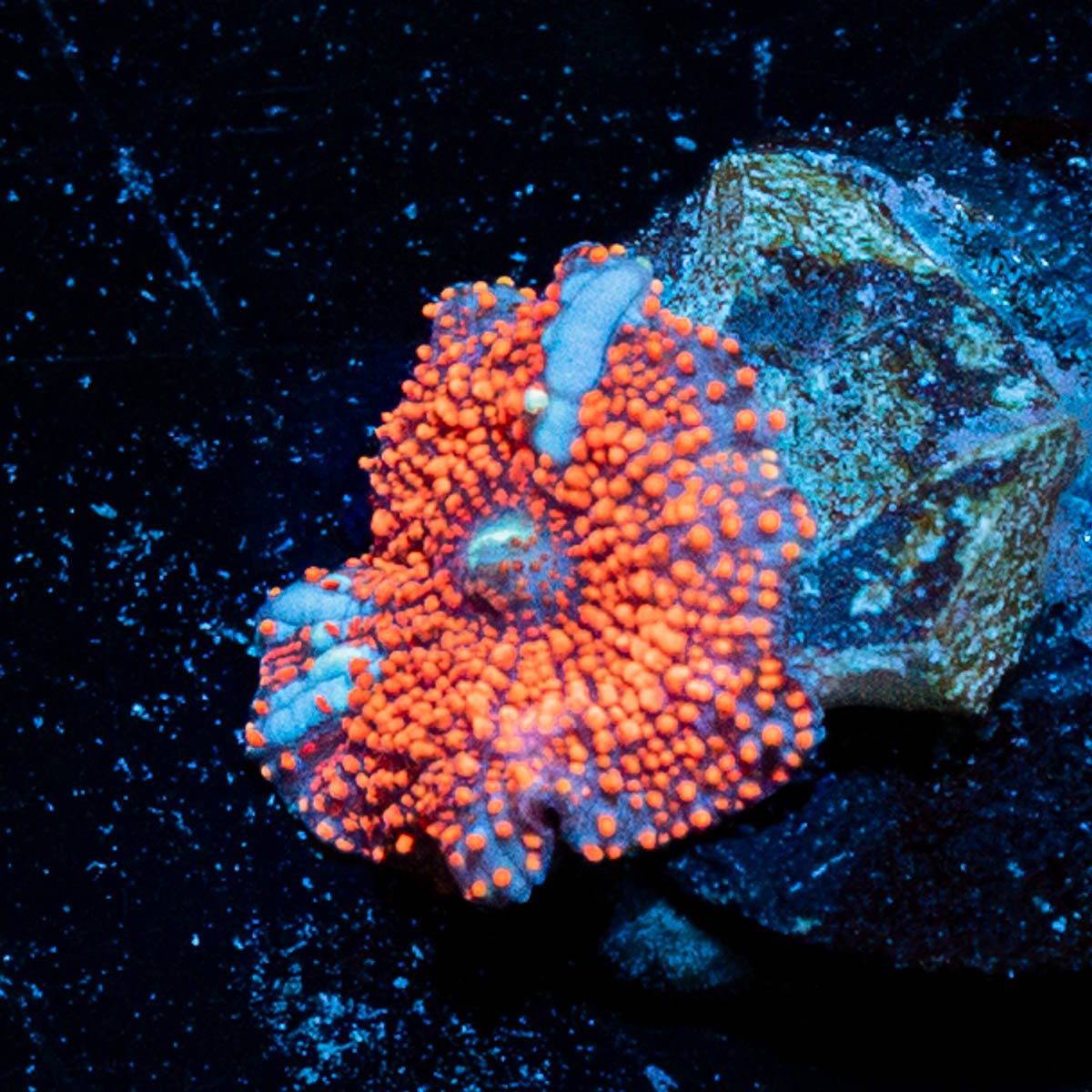 Cheesecake Mushroom - riptide aquaculture llc