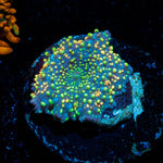 Rainbow Interstellar Mushroom - riptide aquaculture llc