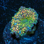 Rainbow Interstellar Mushroom - riptide aquaculture llc
