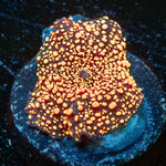 Interstellar Mushroom - riptide aquaculture llc