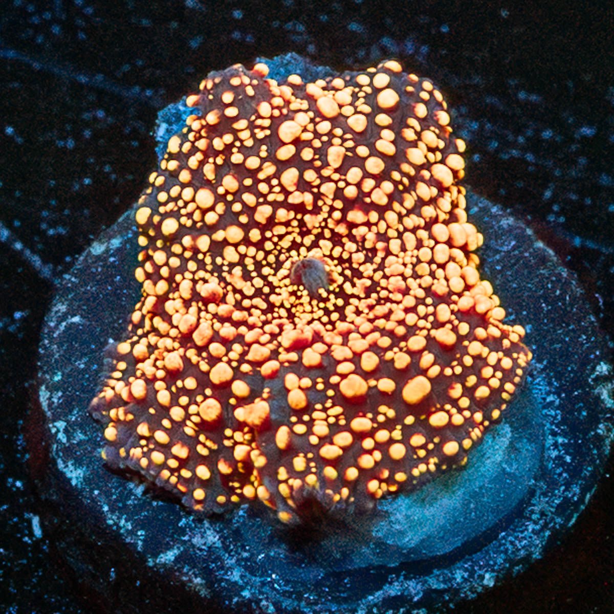 Interstellar Mushroom - riptide aquaculture llc