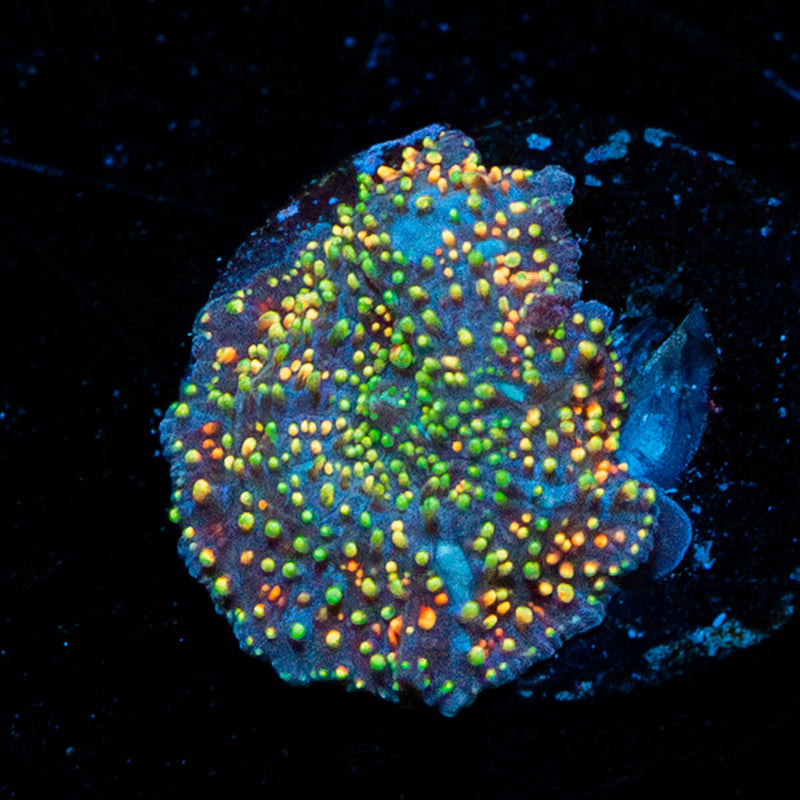 Rainbow Interstellar Mushroom