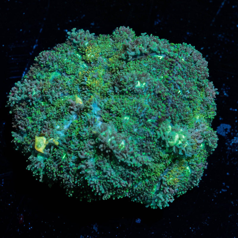 Carpet Bomb Mushroom