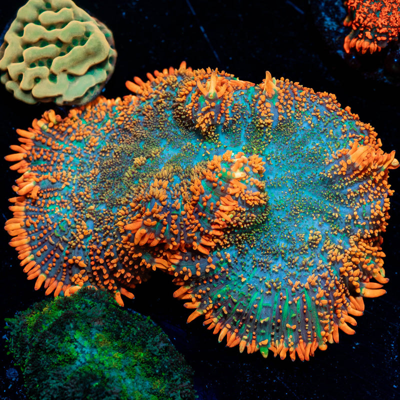 Charizard Rhodactis Mushroom