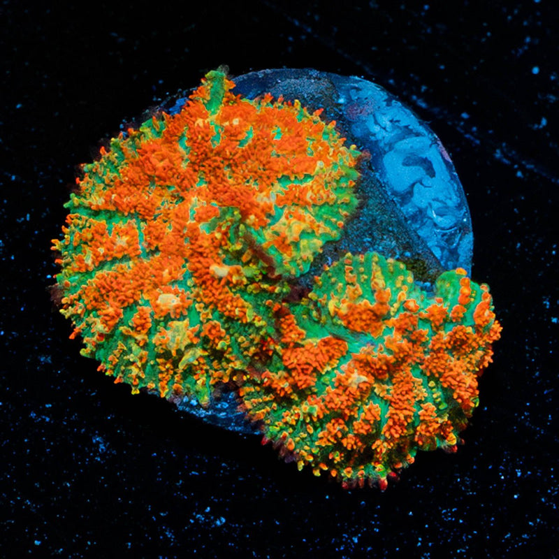 Atomic Fireball Mushroom