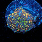 Rainbow Interstellar Mushroom - riptide aquaculture llc