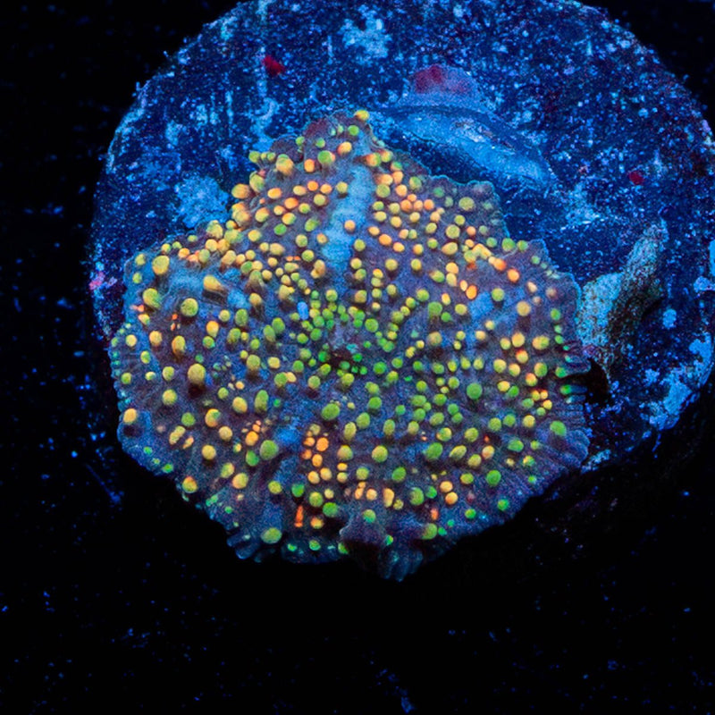 Rainbow Interstellar Mushroom