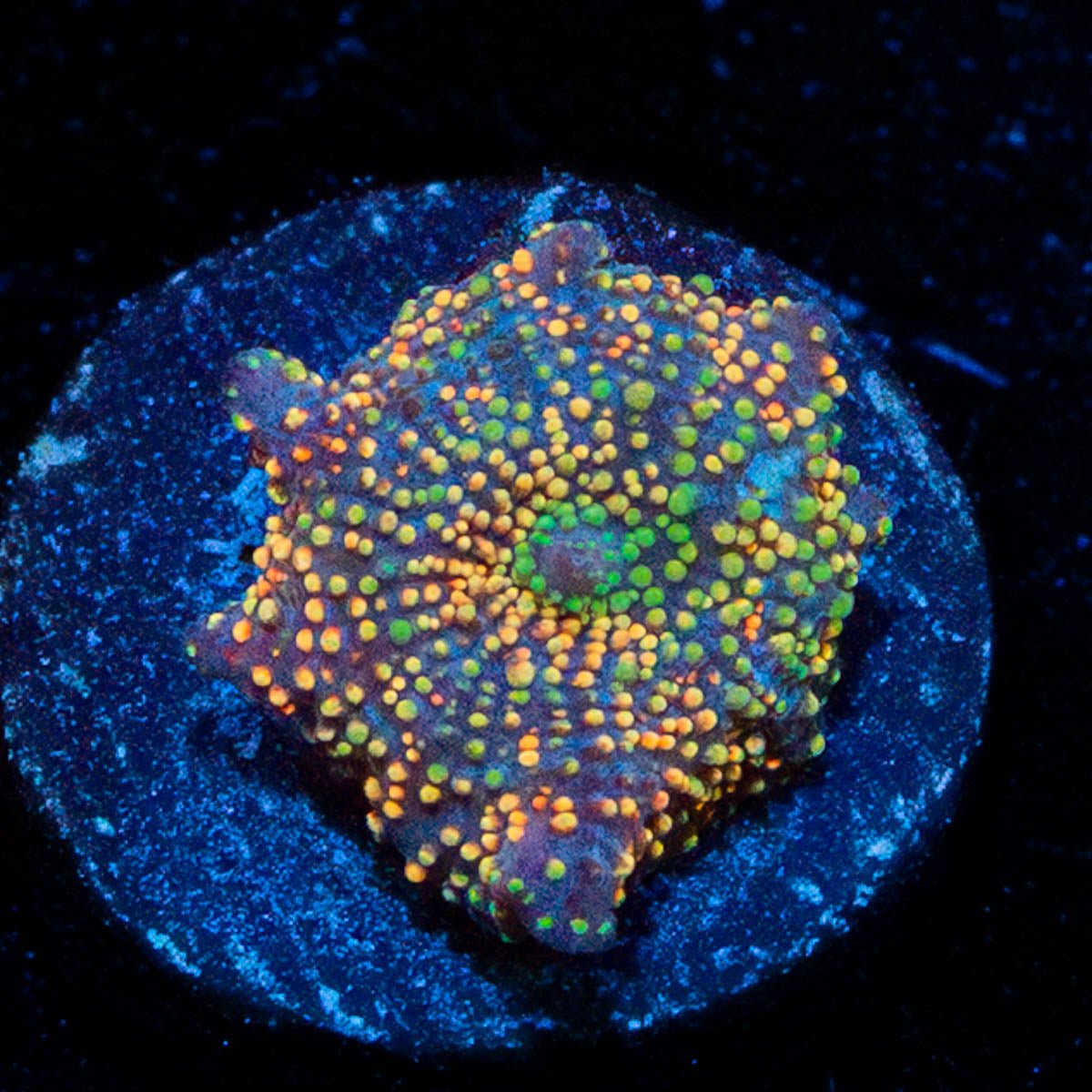 Rainbow Interstellar Mushroom - riptide aquaculture llc