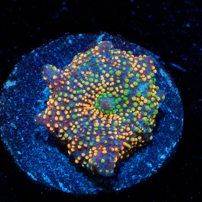 Rainbow Interstellar Mushroom