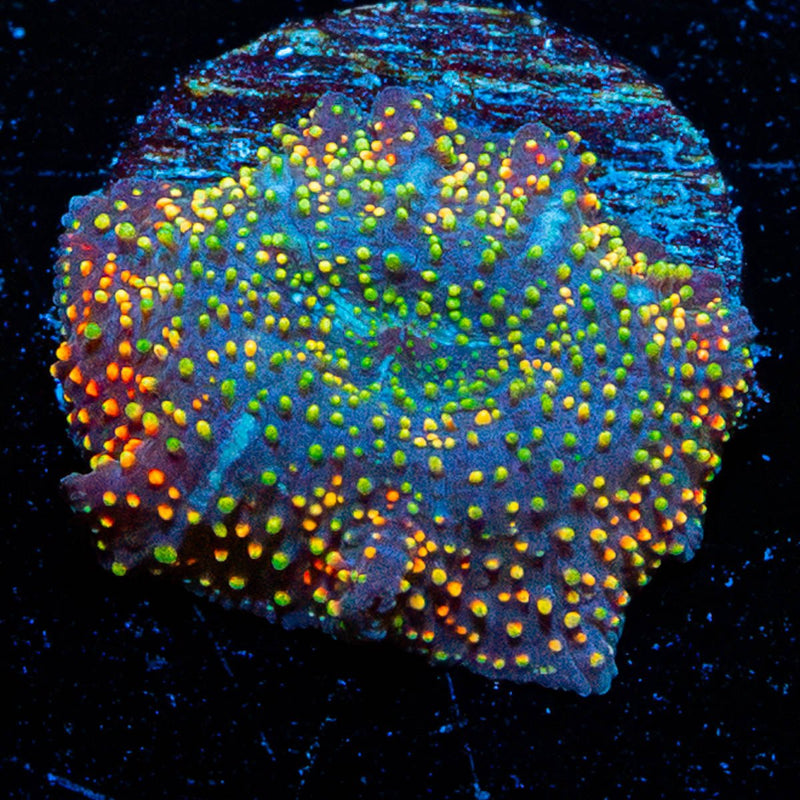 Rainbow Interstellar Mushroom