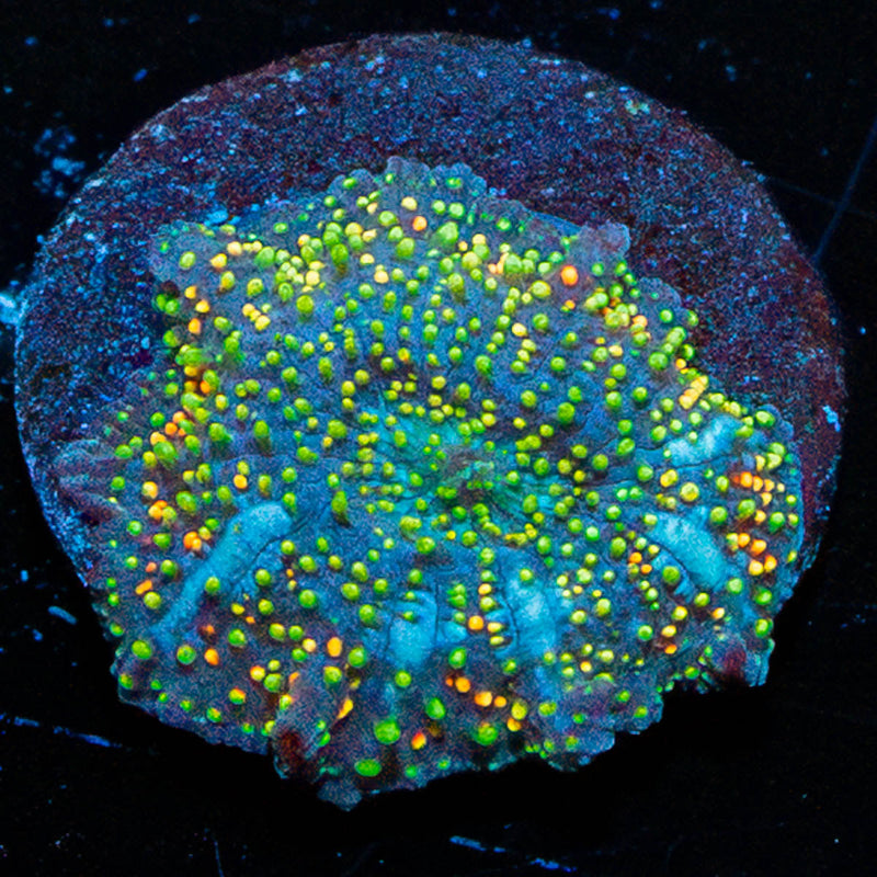 Rainbow Interstellar Mushroom